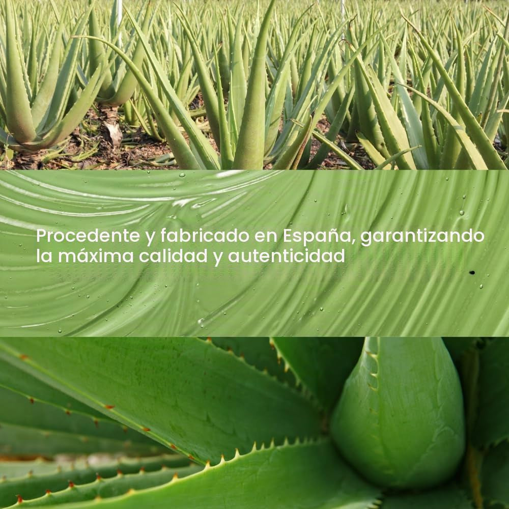 Aloe vera natural cultivado en España