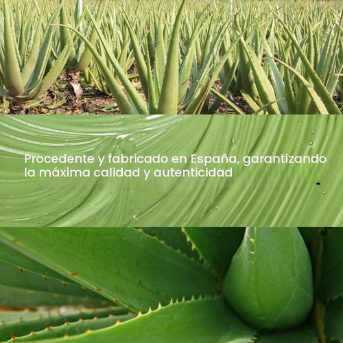 Aloe vera natural cultivado en España